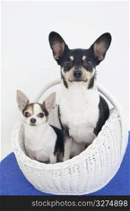 dogs sitting in a basket