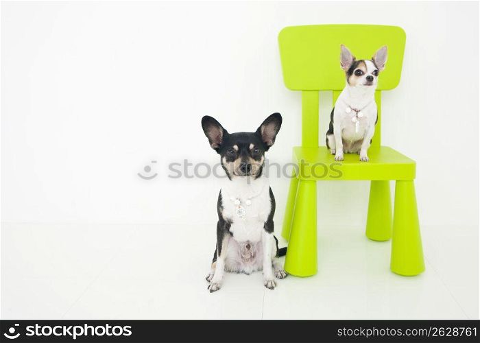dogs sitting on a chair