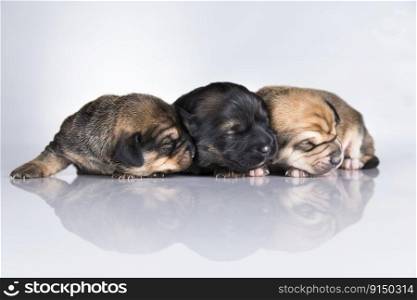 Dogs sleep a white background