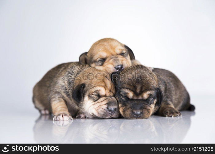 Dogs sleep a white background