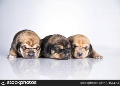 Dogs sleep a white background