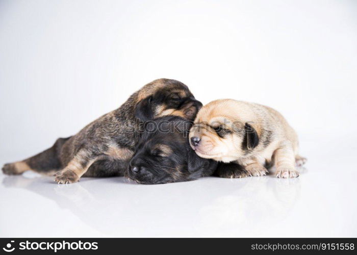 Dogs sleep a white background