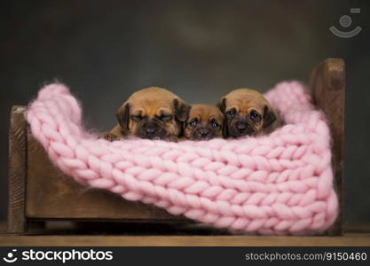 Dogs sleep on a small wooden bed