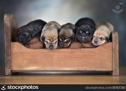 Dogs sleep on a small wooden bed