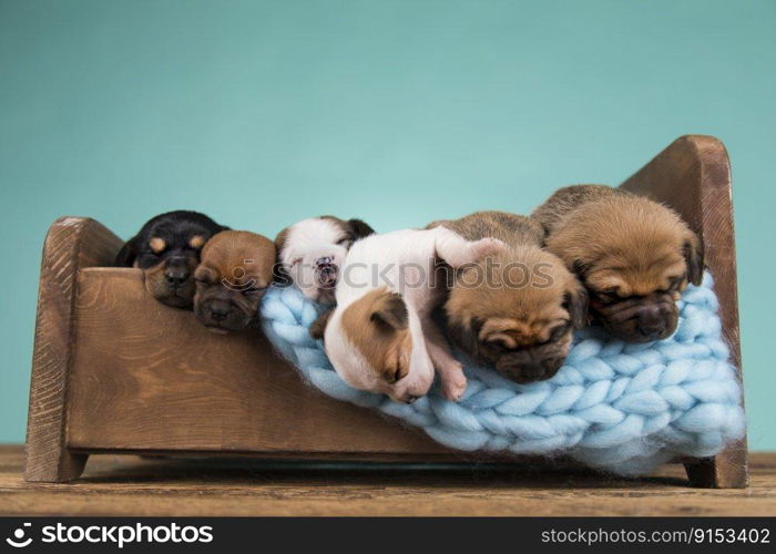 Dogs sleep on a small wooden bed