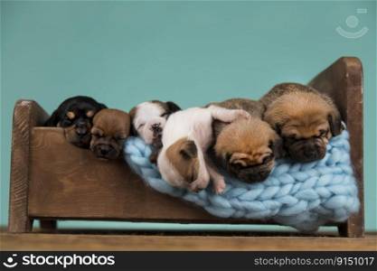 Dogs sleeping at home on the bed 