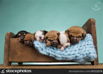 Dogs sleeping at home on the bed 