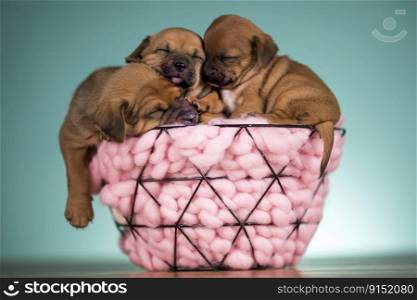 Dogs Sleeping in a metal basket