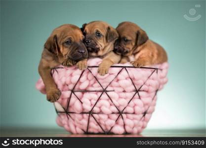 Dogs Sleeping in a metal basket
