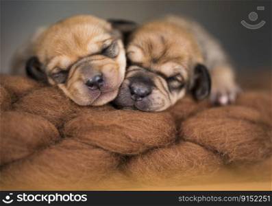 Dogs sleeps on a blanket