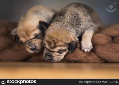 Dogs sleeps on a blanket