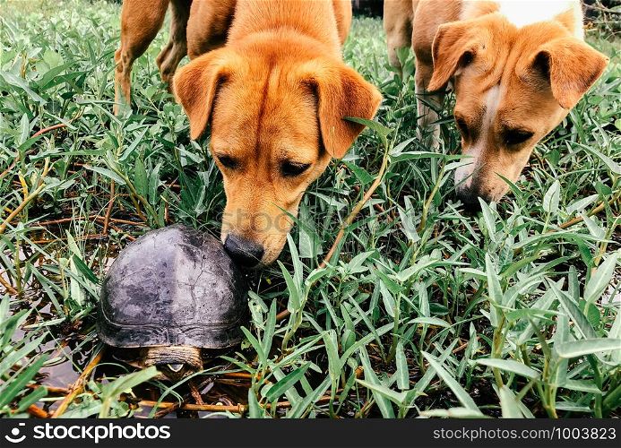 Dogs sniffing turtle in nature garden - Dog couple curiously investigating black river turtle.