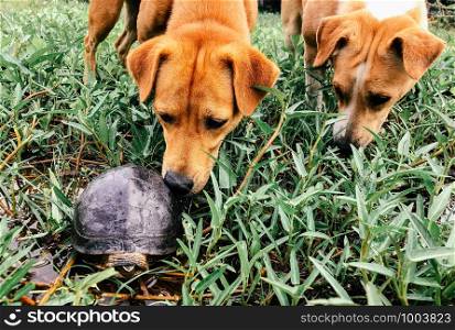 Dogs sniffing turtle in nature garden - Dog couple curiously investigating black river turtle.