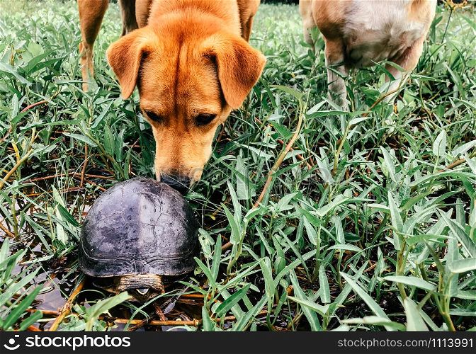 Dogs sniffing turtle in nature garden - Dog curiously investigating black river turtle.