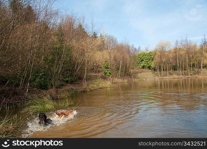 Dogs swimming in a pond