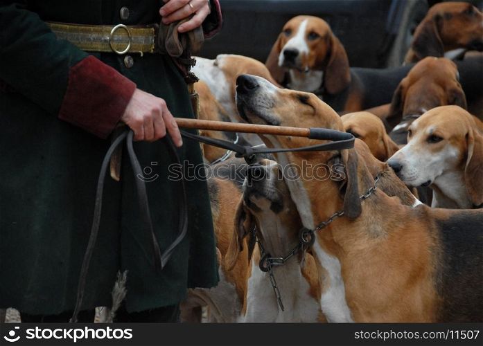 dogs waiting for a fox hunting with their owner