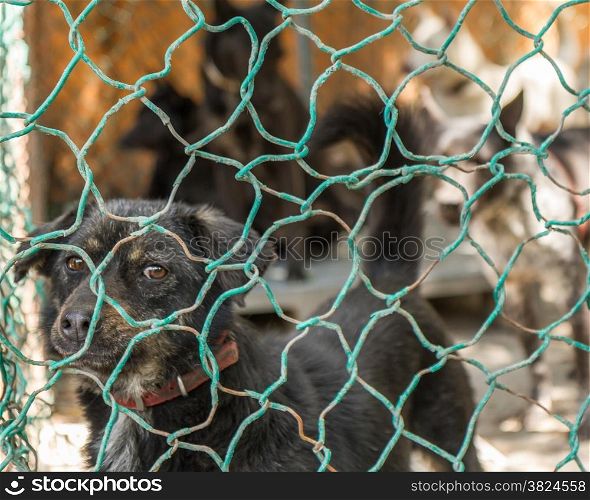 Dogs waiting to be adopted, in fenced off area