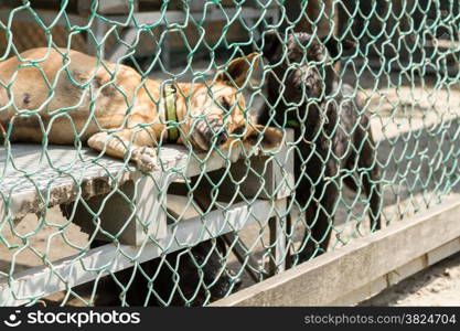 Dogs waiting to be adopted, in fenced off area