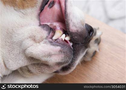 Dogs with health problems Of plaque stains in teeth