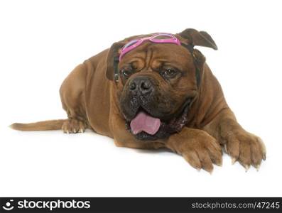 dogue de Bordeaux and glasses in front of white background