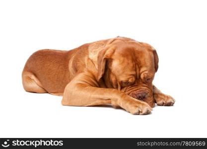Dogue de Bordeaux (French mastiff). Isolated on white background