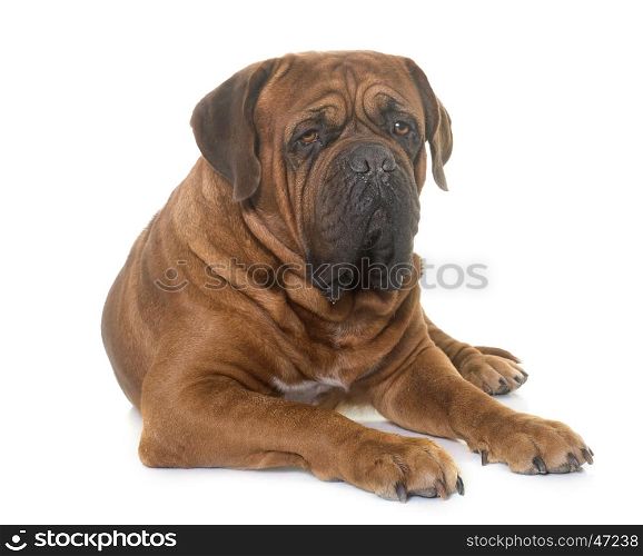 dogue de bordeaux in front of white background