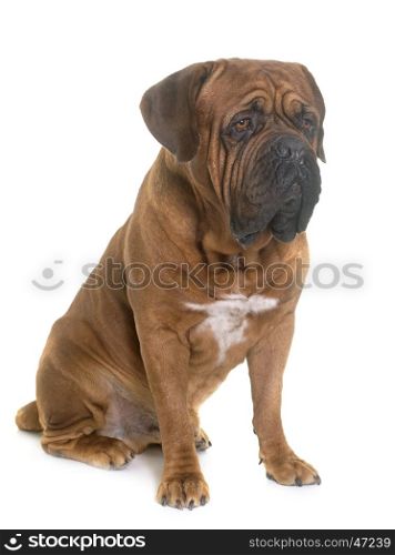 dogue de bordeaux in front of white background