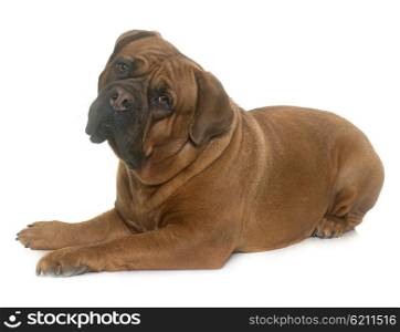 dogue de Bordeaux in front of white background