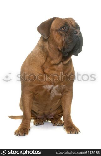 dogue de Bordeaux in front of white background