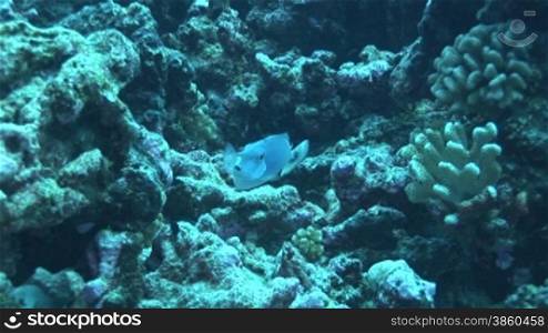 Doktorfisch, surgeonfish am Korallenriff