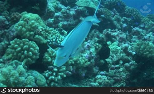 Doktorfisch, surgeonfish am Korallenriff