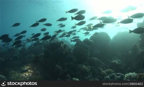 Doktorfische, surgeonfish am Korallenriff