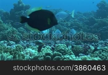 Doktorfische, surgeonfish am Korallenriff