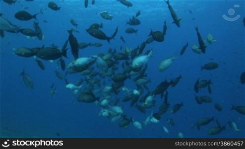 Doktorfische, surgeonfish im Meer