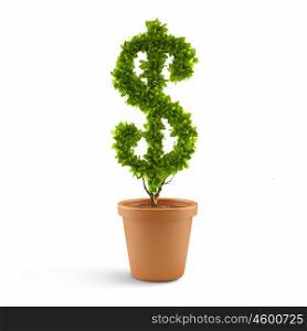 Dollar concept. Dollar tree in plant pot. Wealth concept
