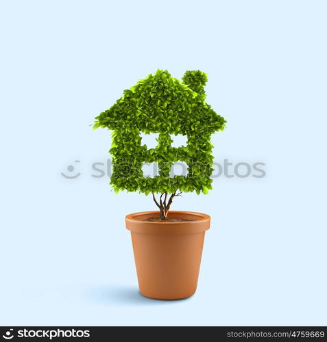 Dollar concept. Dollar tree in plant pot. Wealth concept