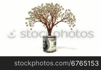 Dollar tree growing inside USD banknote