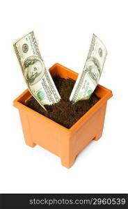 Dollars growing in the pot isolated on the white