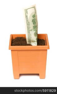 Dollars growing in the pot isolated on the white