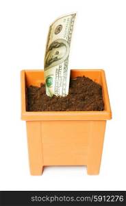 Dollars growing in the pot isolated on the white