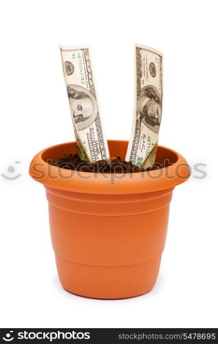 Dollars growing in the pot isolated on white