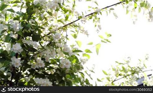 Dolly close-up shot of blooming apple tree with bright sun playing among the branches