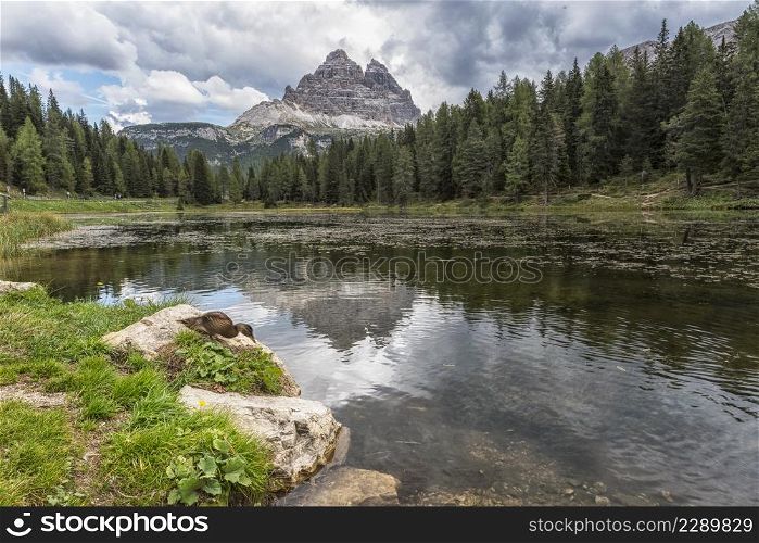 dolomites in trentino and a duck splash in the lake
