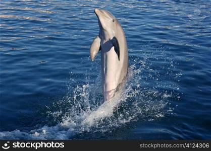 Dolphin acrobacy during dolphins show in Caribbean sea, nature