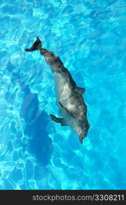 dolphin alone high angle view turquoise water swimming
