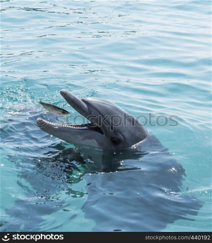 dolphin cathing a fish swimming in the in red sea of Israel near the city off Eilat
