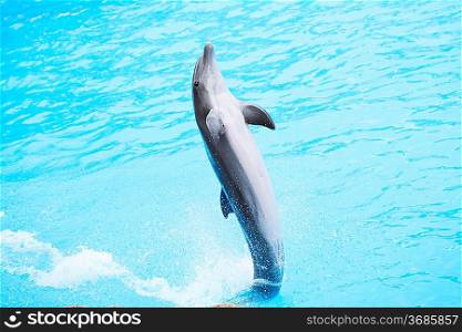 Dolphin dancing during dolphins show