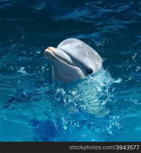 Dolphin head out of water with a cute smile as a marine mammal symbol at sea or swimming in the ocean.
