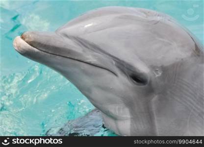 Dolphin in the pool. The head and the face of a dolphin.. Dolphin in the pool. head and the face of a dolphin.