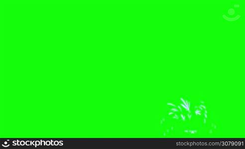 Dolphin Jump Out of the Water. Animated footage, animal on a green screen. Looped motion graphic. Front View.